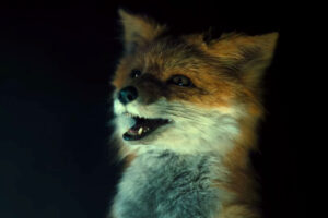 Teaser Trailer: Comédia australiana excêntrica “The Fox” item-thumbnail