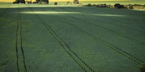 Senado aprova plano para fabricação de fertilizantes no Brasil item-thumbnail