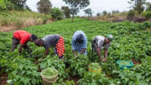 Terra Lunda: agronegócio pode ampliar presença do Brasil em Angola, mas crédito ainda é desafio item-thumbnail